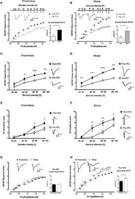 Robust Network Inhibition and Decay of Early-Phase LTP in the Hippocampal CA1 Subfield of the Amazon Rodent Proechimys